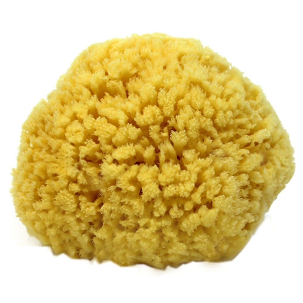 Sea Sponge